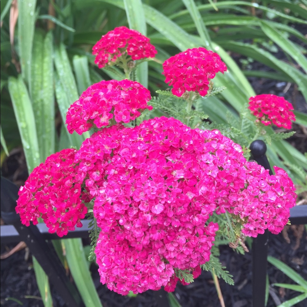 Meet your Posher, Marian